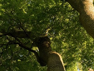 tree removal