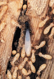 termite problem